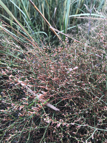 Carolina Sea Lavender