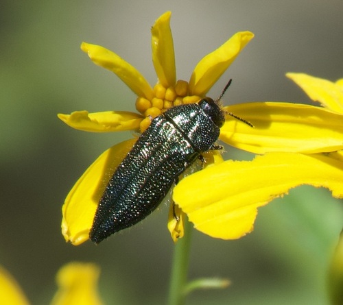 Resplendent Buprestid