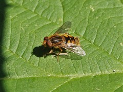 Parhelophilus laetus