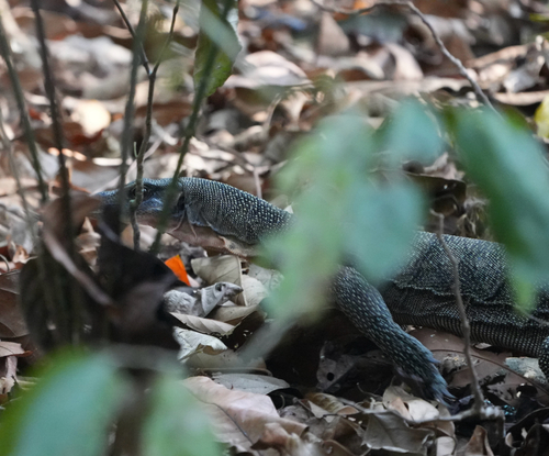Varanus indicus observed 2026-09-21