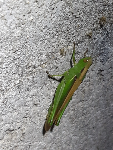 Paracinema tricolor bisignatum