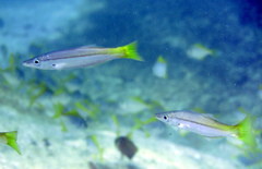 Dinolestes lewini