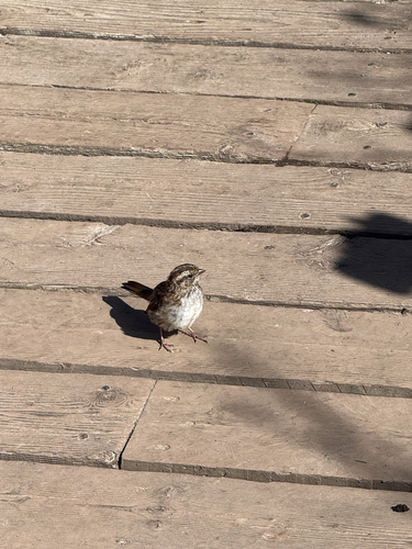 White-throated Sparrow