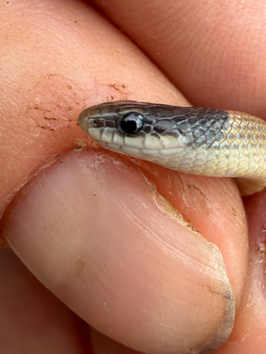 Ground Snake