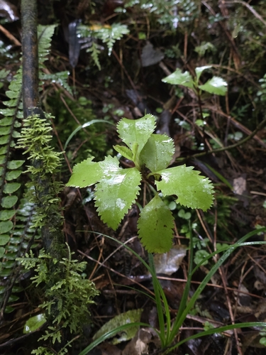 Ascarina lucida, photograph 2