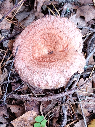 Lactarius torminosus — (c) Полина Полежанкина, some rights reserved (CC BY)