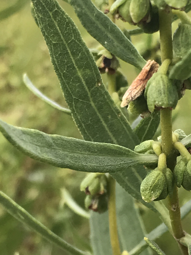 Reddish Eucosma Moth