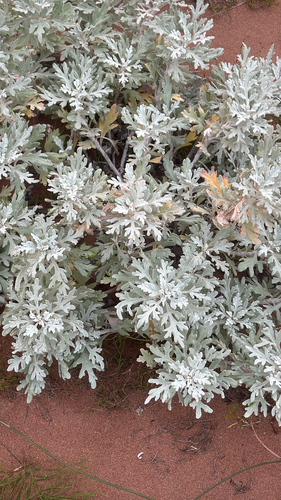 Hoary Mugwort