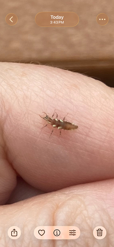 Red-lipped Green Lacewing