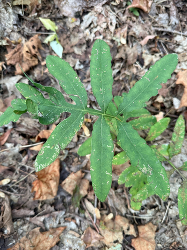 sensitive fern