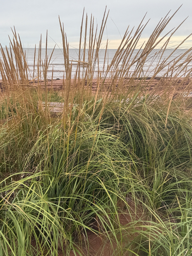 American marram grass