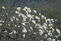 Magnolia campbellii, photograph (c) Barry Stewart, some rights reserved (CC BY)