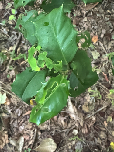 American holly