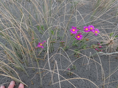 Senecio elegans, photograph (c) Arnim Littek, some rights reserved (CC BY)