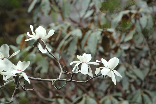 Magnolia campbellii