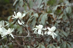 Magnolia campbellii