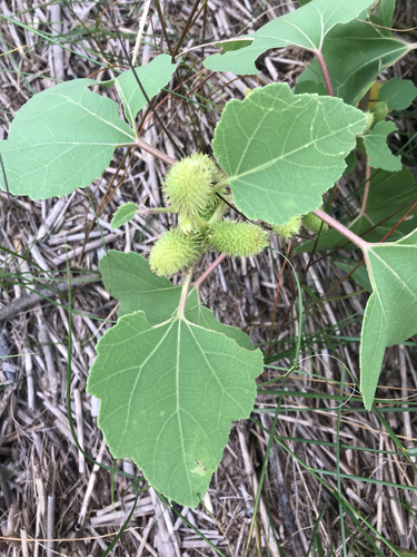 common cocklebur