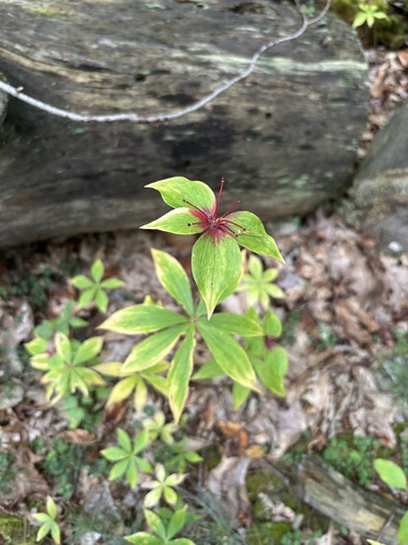 Cucumber Root