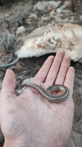 Morocco Cylindrical Skink