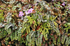 (c) Barry Stewart, some rights reserved (CC BY) Gaultheria nummularioides, photograph (c) Barry Stewart, some rights reserved (CC BY)