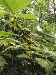 Witheringia solanacea