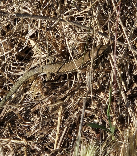Common Wall Lizard