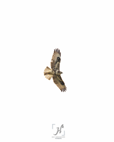 Canary Islands Common Buzzard