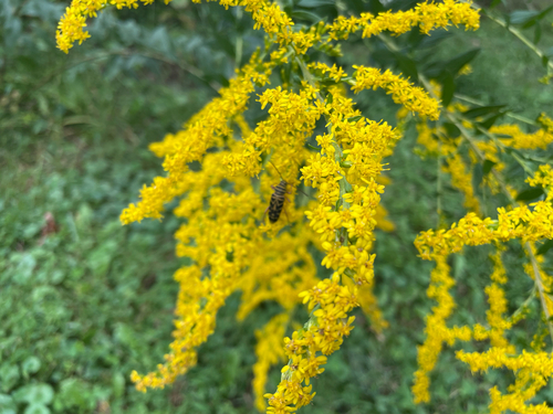 Locust Borer