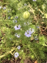 Nigella damascena