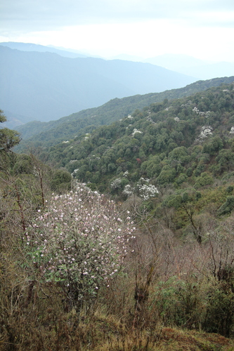 Daphne bholua, photograph 1