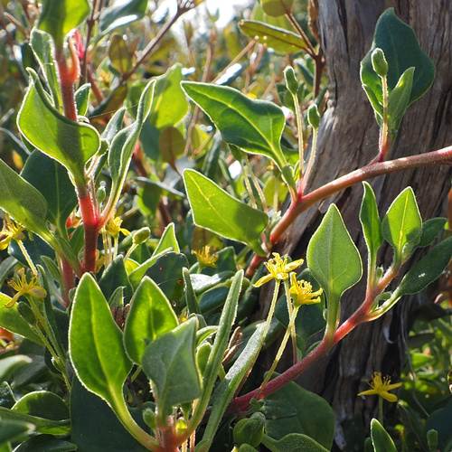 Tetragonia implexicoma, photograph 1
