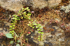 (c) Barry Stewart, some rights reserved (CC BY) Gaultheria nummularioides, photograph (c) Barry Stewart, some rights reserved (CC BY)