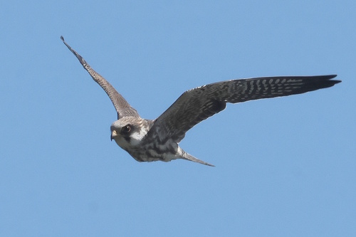 Red-footed Falcon