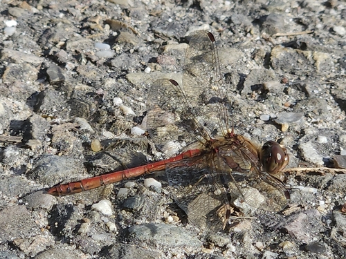 Common Darter