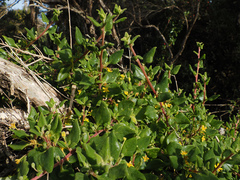 Tetragonia implexicoma