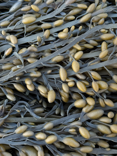 Knotted Wrack