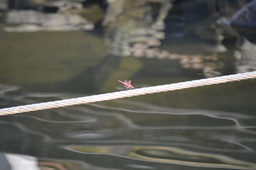 Violet Dropwing