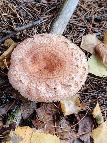 Lactarius torminosus — (c) Полина Полежанкина, some rights reserved (CC BY)