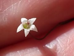 Nemacladus pinnatifidus