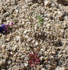 Nemacladus pinnatifidus