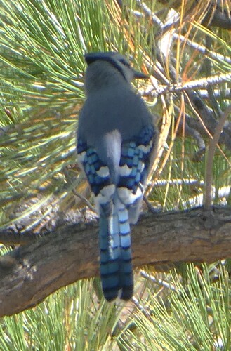 Blue Jay