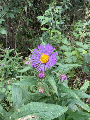 New England aster