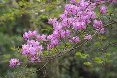 Rhododendron dilatatum dilatatum