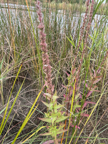 purple loosestrife