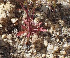 Nemacladus pinnatifidus