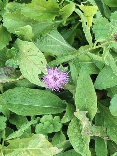 Centaurea nigra, photograph 5