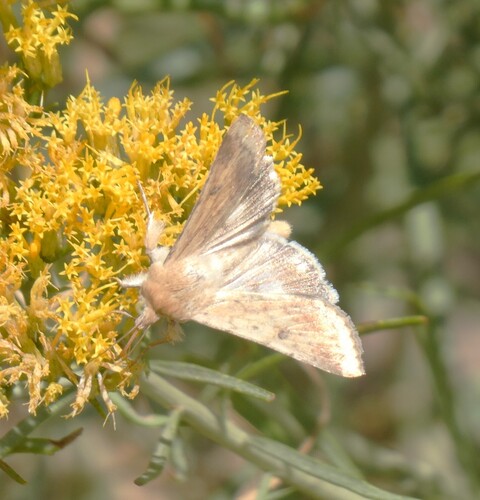 Corn Earworm Moth