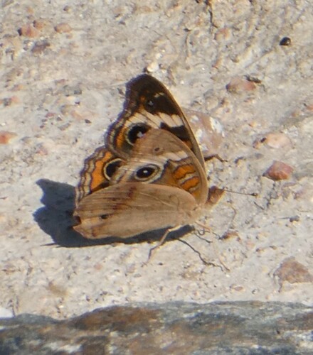 Common Buckeye