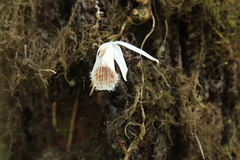 Pleione humilis, photograph Barry Stewart, CC BY, iNaturalist via GBIF