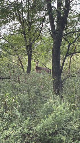 White-tailed Deer